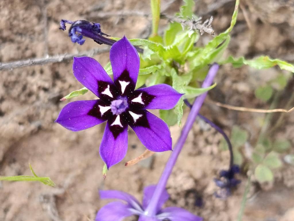 Bunga Lapeirousia oreogena