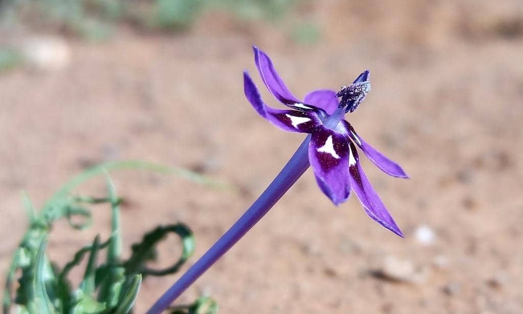 Bunga Lapeirousia oreogena