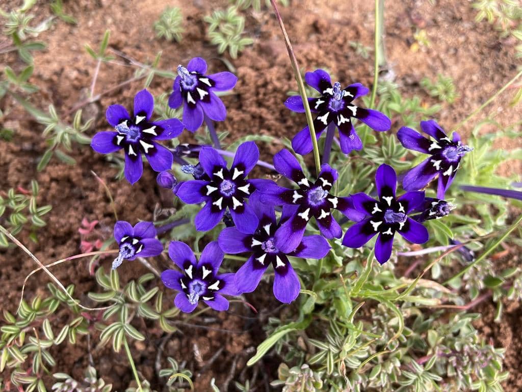 Bunga Lapeirousia oreogena