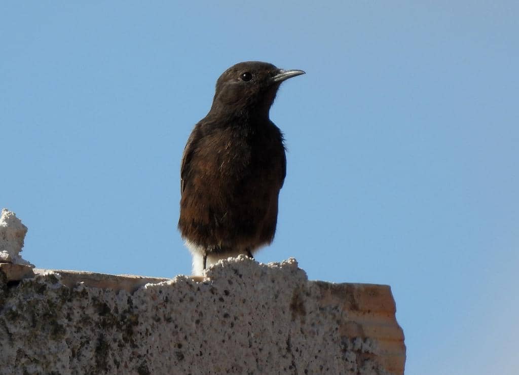 Burung Oenanthe leucura