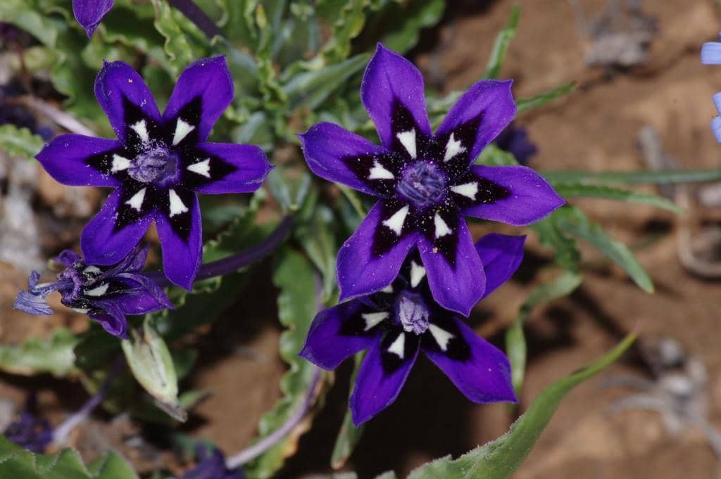 Bunga Lapeirousia oreogena