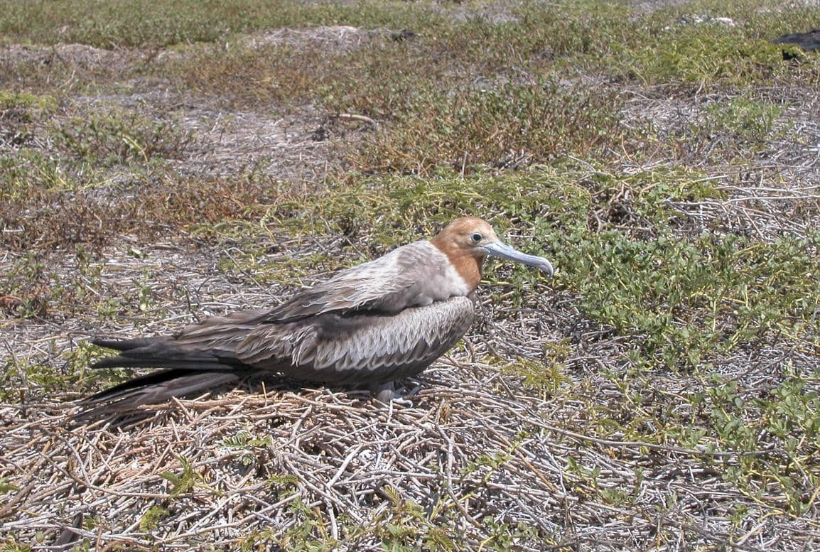 Burung frigate kecil 