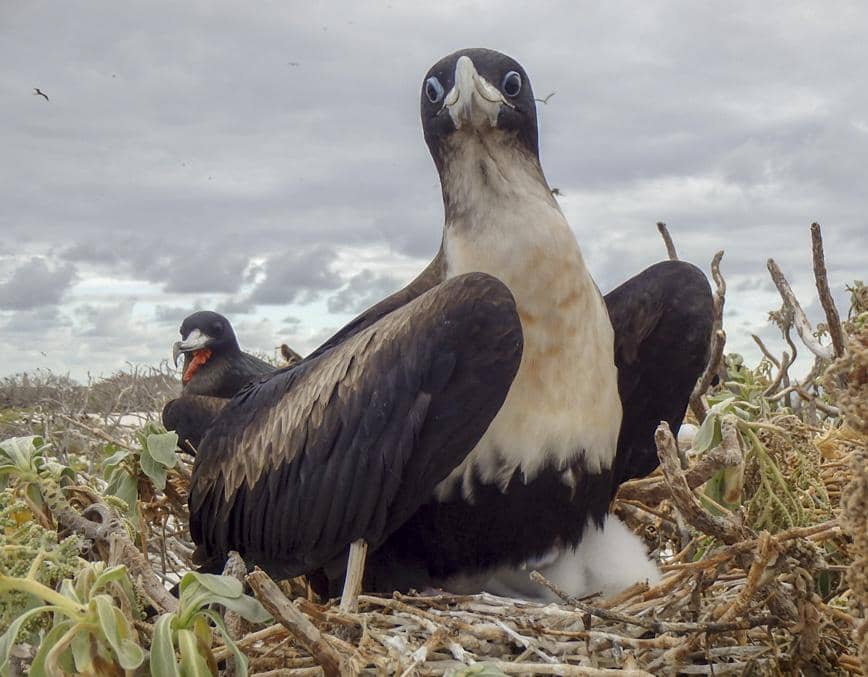 Burung frigate kecil 