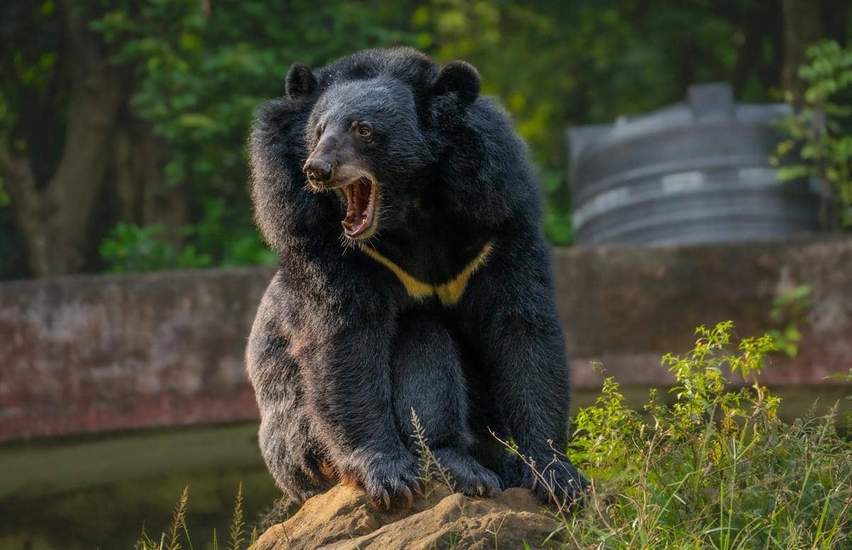 7 Fakta Beruang Hitam Asia, Spesies Rentan dalam Daftar Merah IUCN