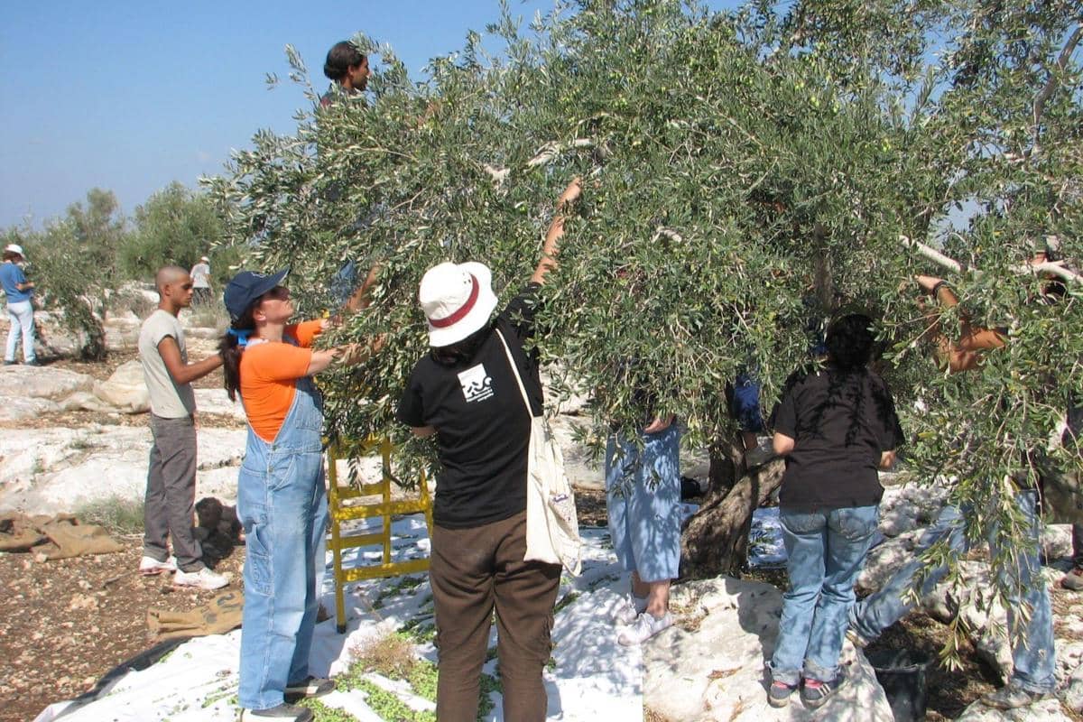 panen zaitun di Tepi Barat, Palestina