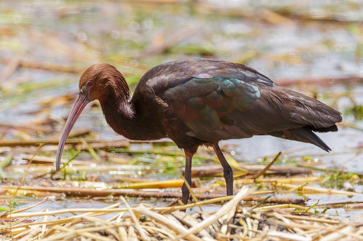 5 Fakta Menarik Ibis Puna, Terancam oleh Degradasi Habitat