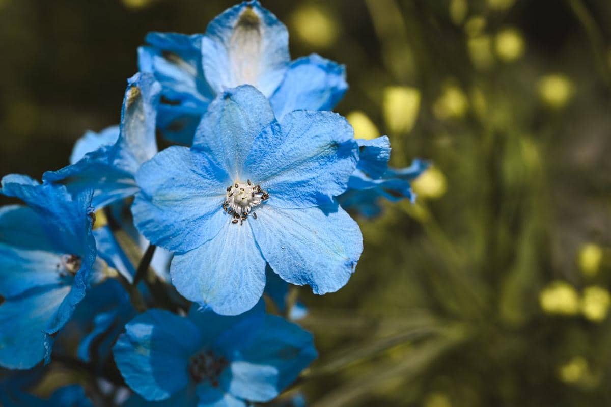 ilustrasi delphinium
