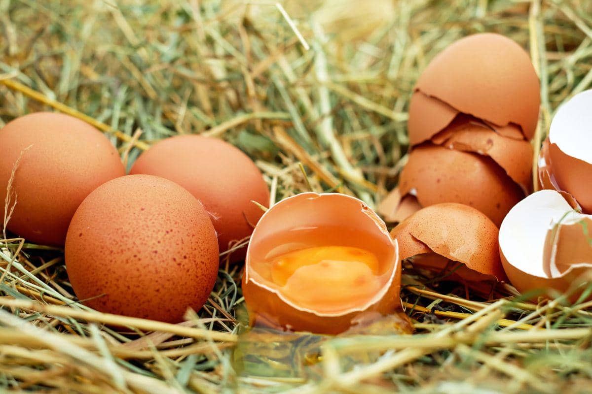 ilustrasi telur ayam cage free memiliki nutrisi yang lebih tinggi dibandingkan telur ayam biasa