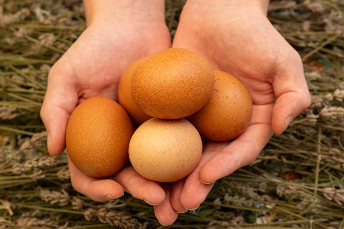 ilustrasi telur ayam cage free dinilai lebih bersih dan sehat