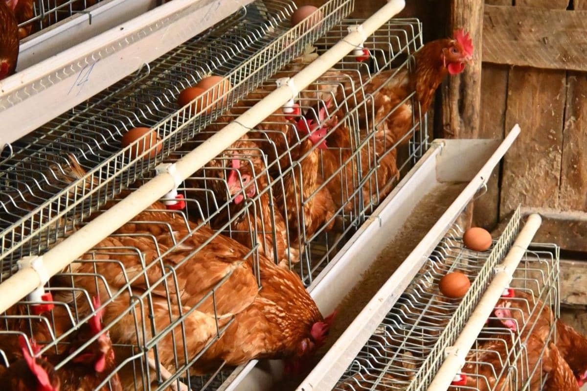 ilustrasi ayam petelur biasa memiliki kandang yang sempit