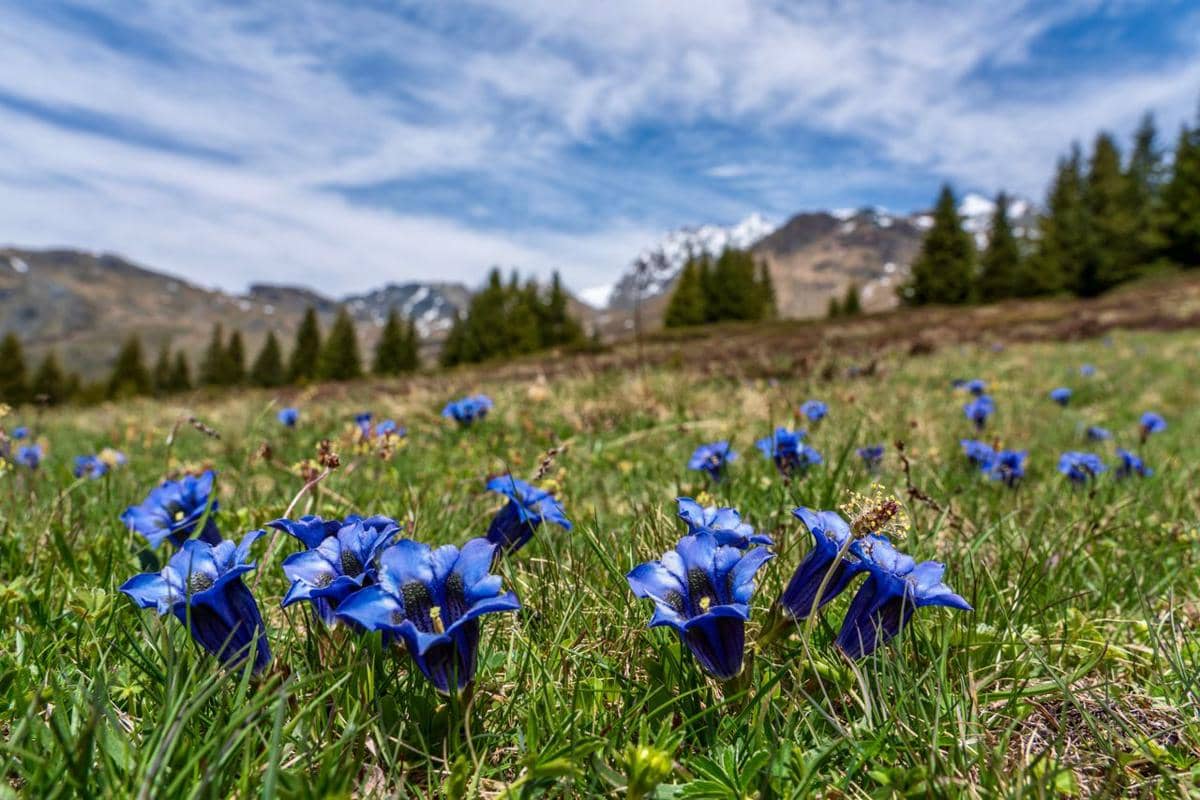 ilustrasi gentiana