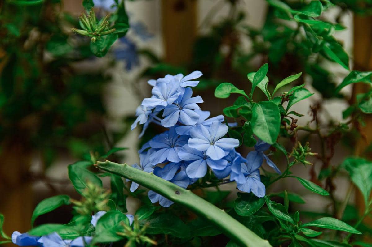 ilustrasi plumbago biru