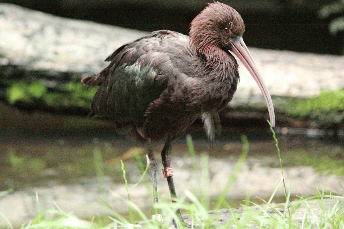 ibis puna