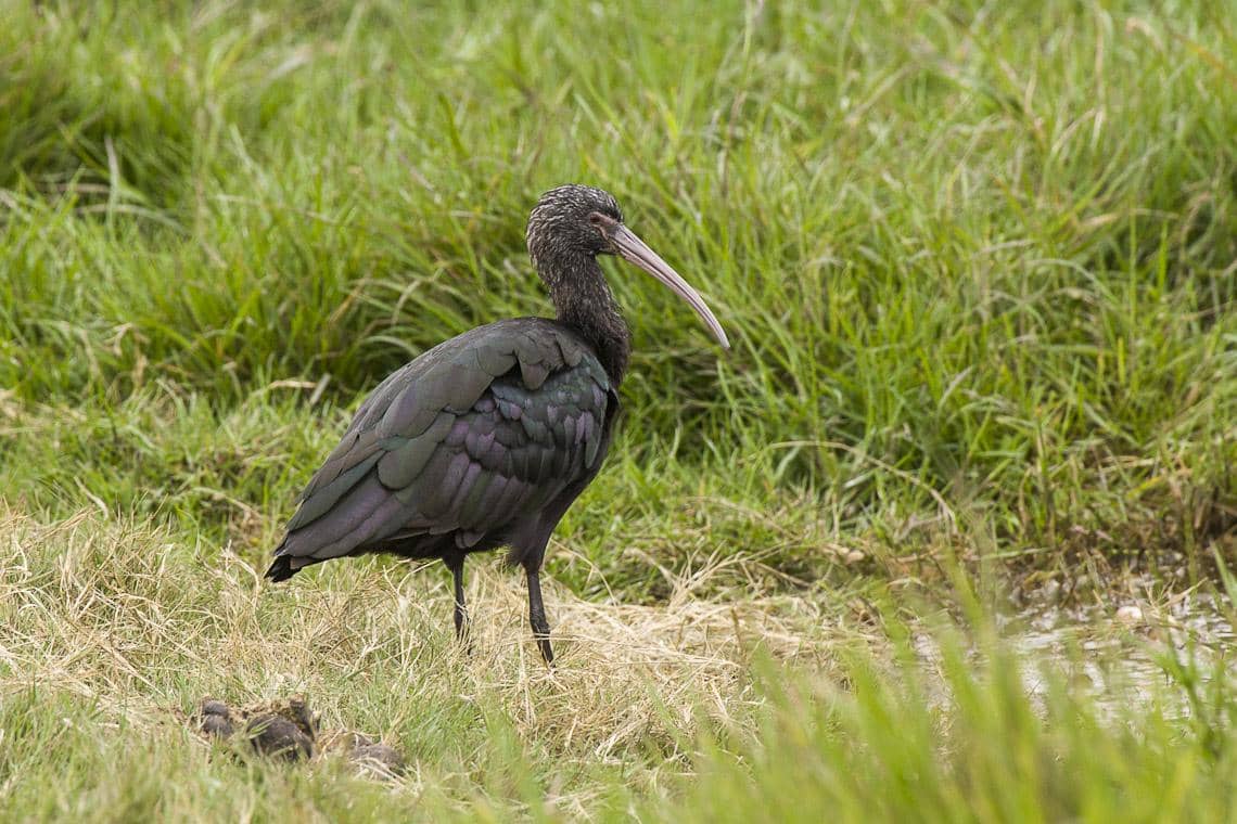 ibis puna