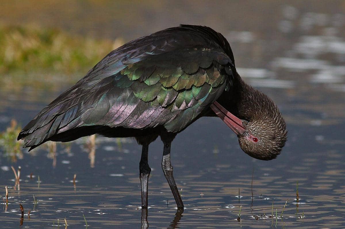 ibis puna