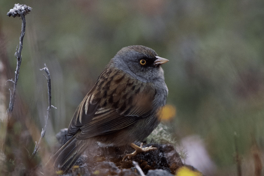 volcano junco