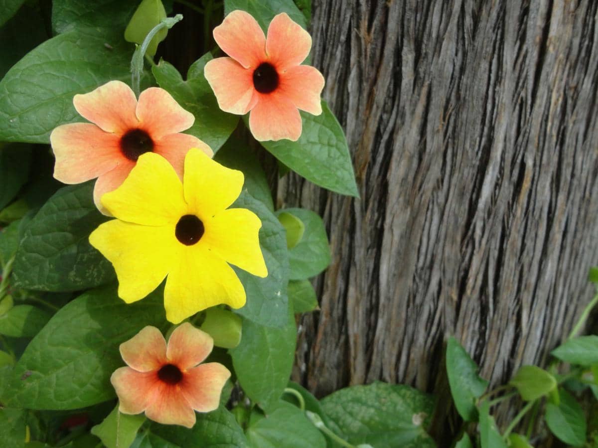 ilustrasi thunbergia alata