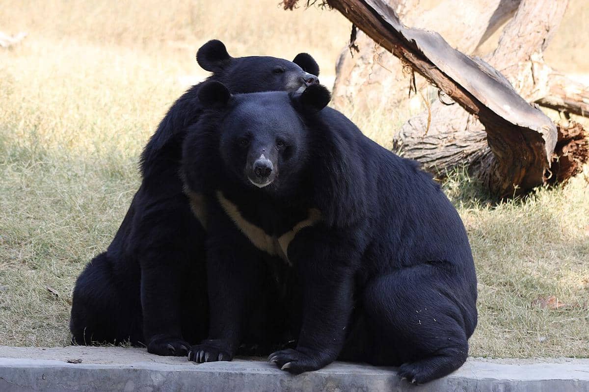 Beruang hitam Asia (Ursus thibetanus).