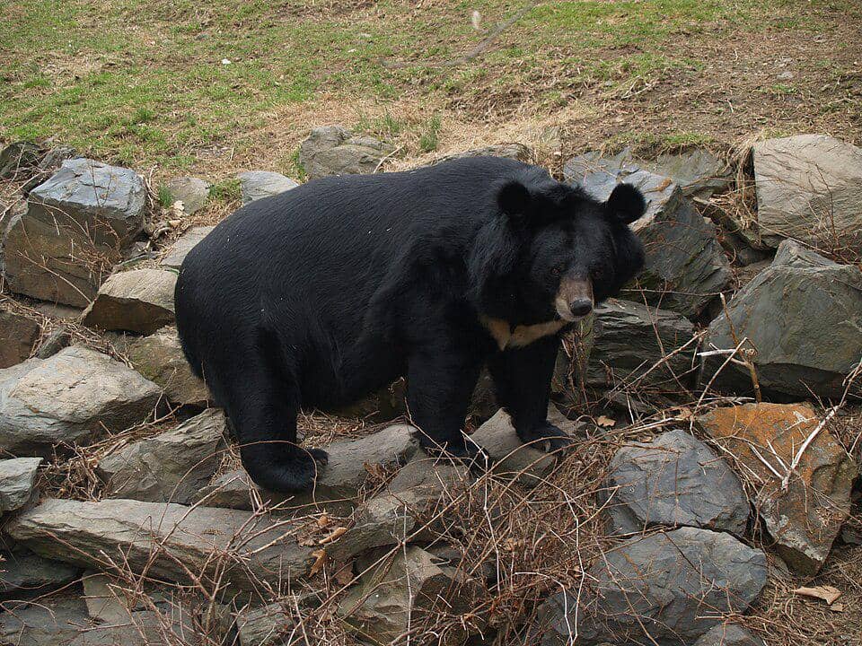 Beruang hitam Asia (Ursus thibetanus).