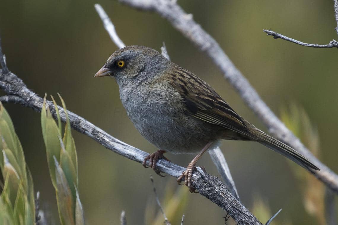 volcano junco
