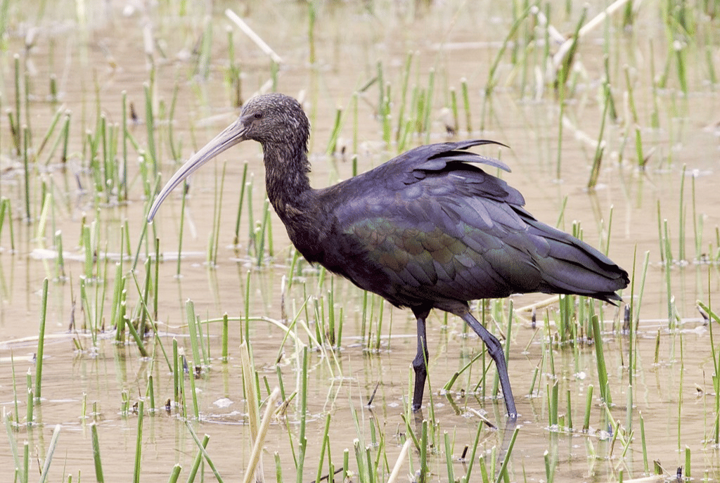 ibis puna