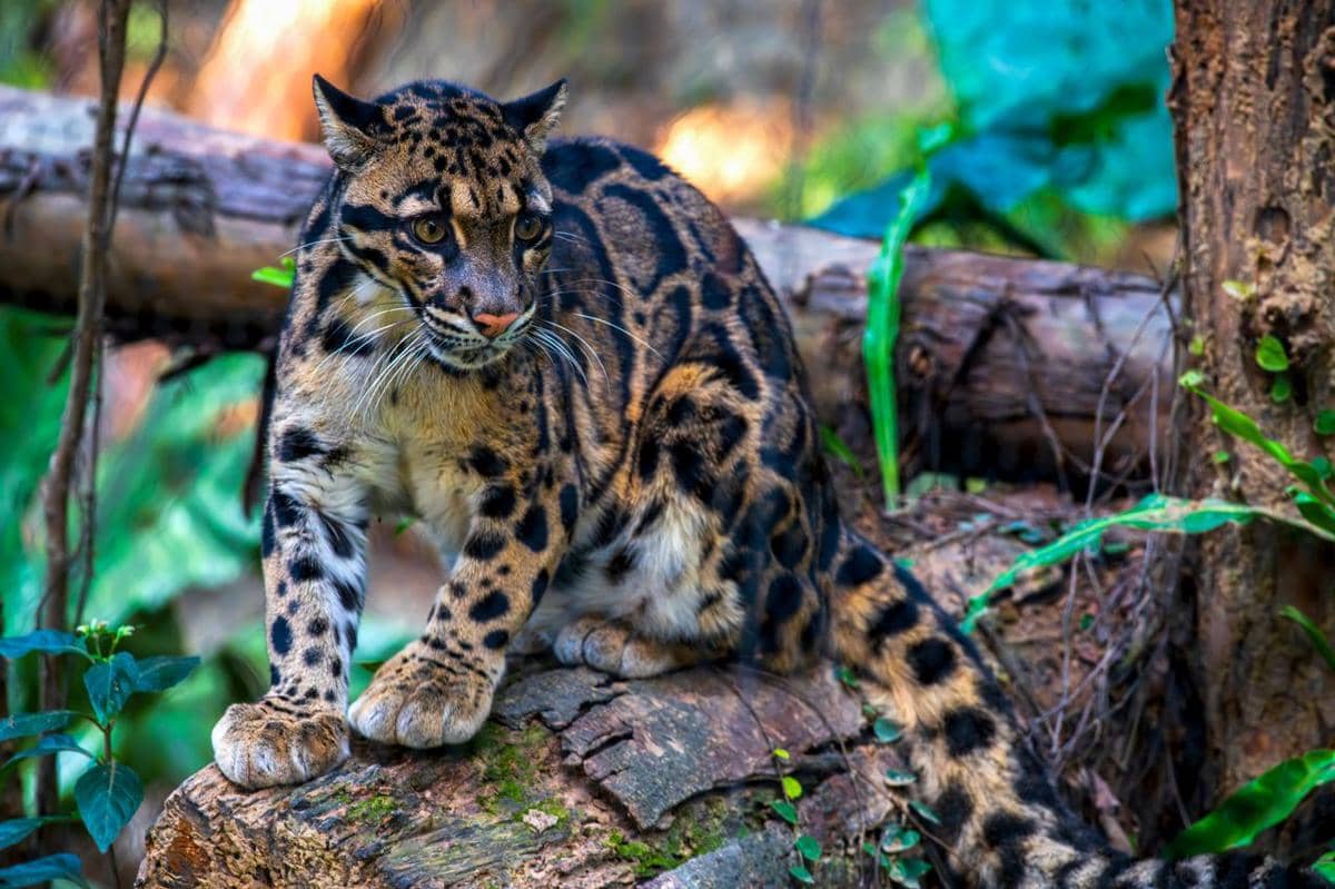 Potret seekor macan dahan.