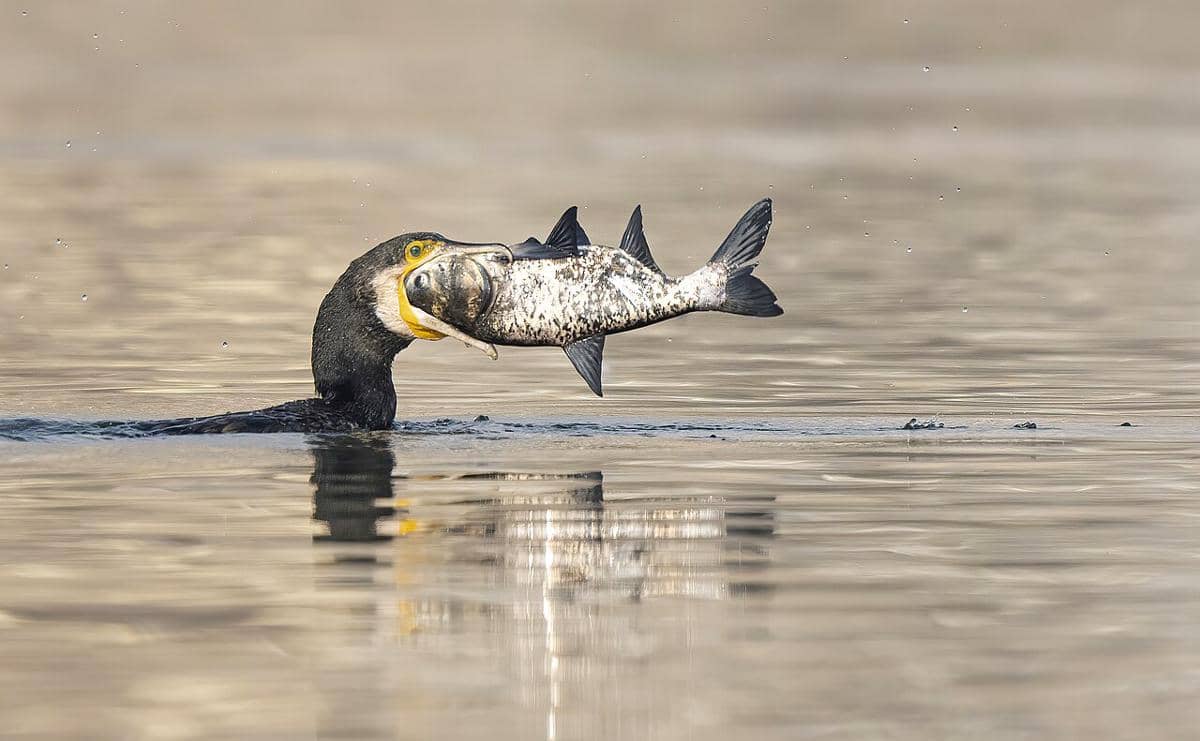 ilustrasi cormorant menangkap ikan (commons.wikimedia.org/Prasan Shrestha)