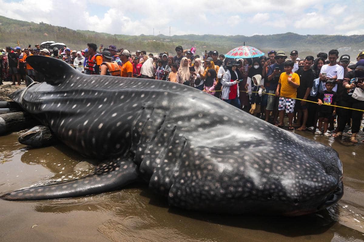 Hiu Tutul Raksasa Mati usai Terdampar di Pantai Parangkusumo