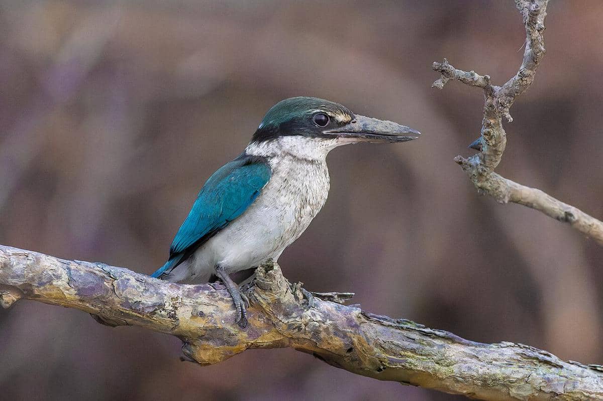 5 Hal Unik Burung Cekakak Bakau Arab yang Terancam Punah