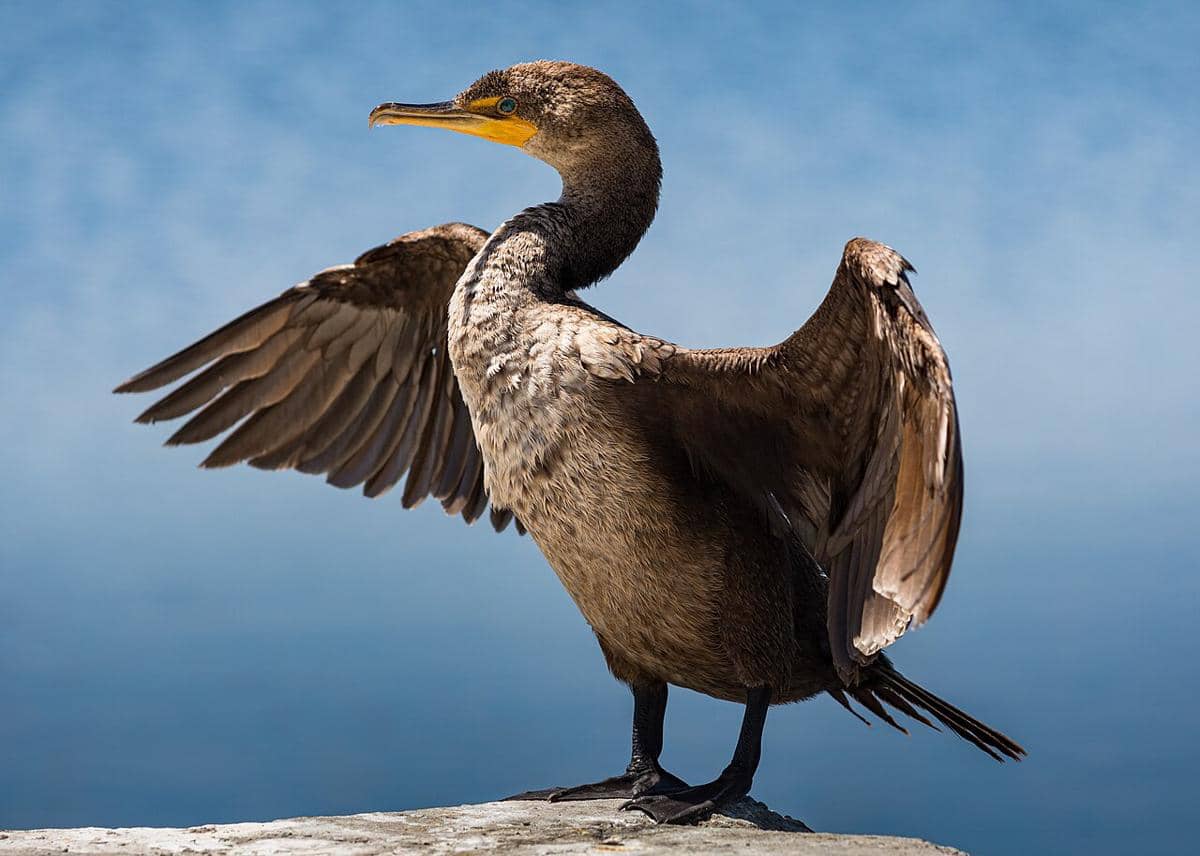 ilustrasi cormorant (commons.wikimedia.org/Frank Schulenburg (1969–)