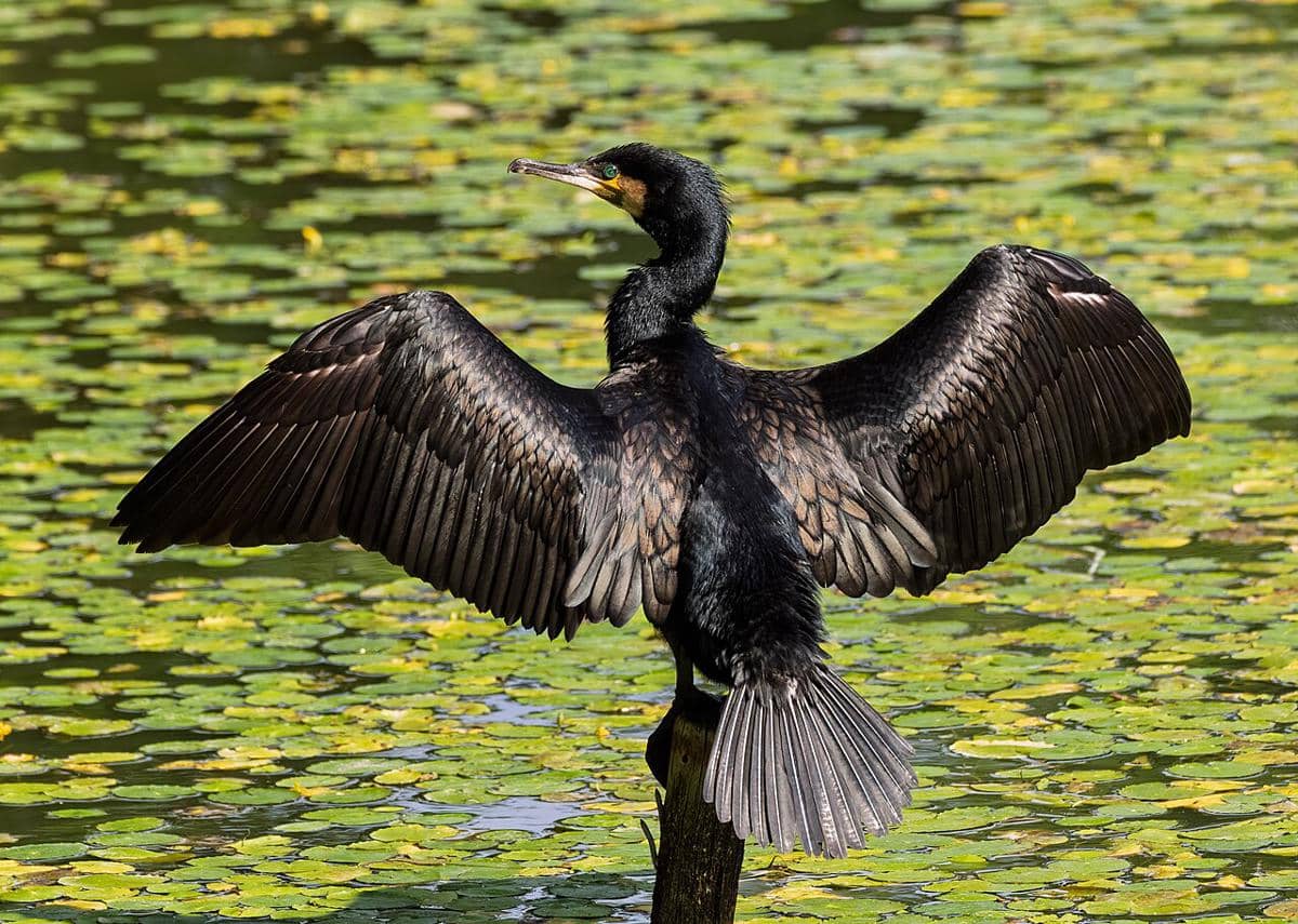 ilustrasi burung cormorant merentangkap sayap (commons.wikimedia.org/Laitche)