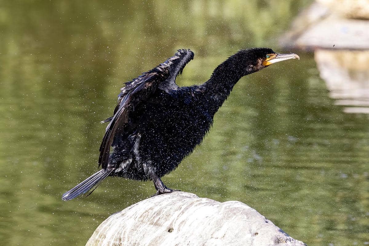 ilustrasi burung cormorant (commons.wikimedia.org/Alexis Lours)