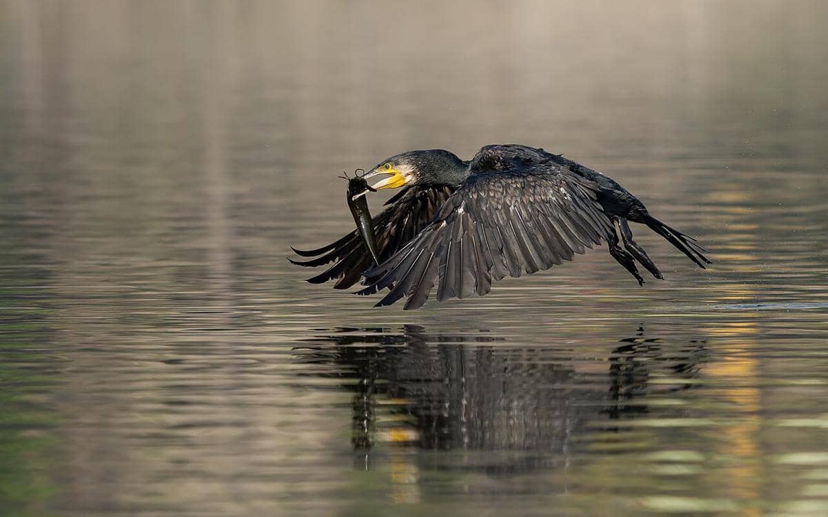 ilustrasi burung cormorant menangkap ikan (commons.wikimedia.org/Prasan Shrestha)