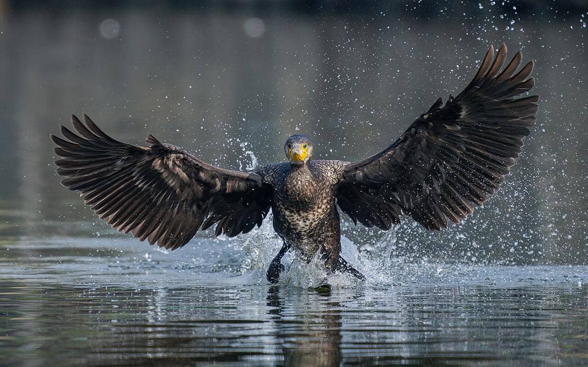7 Fakta Unik Burung Cormorant, Perenang Andal yang Jago Menangkap Ikan