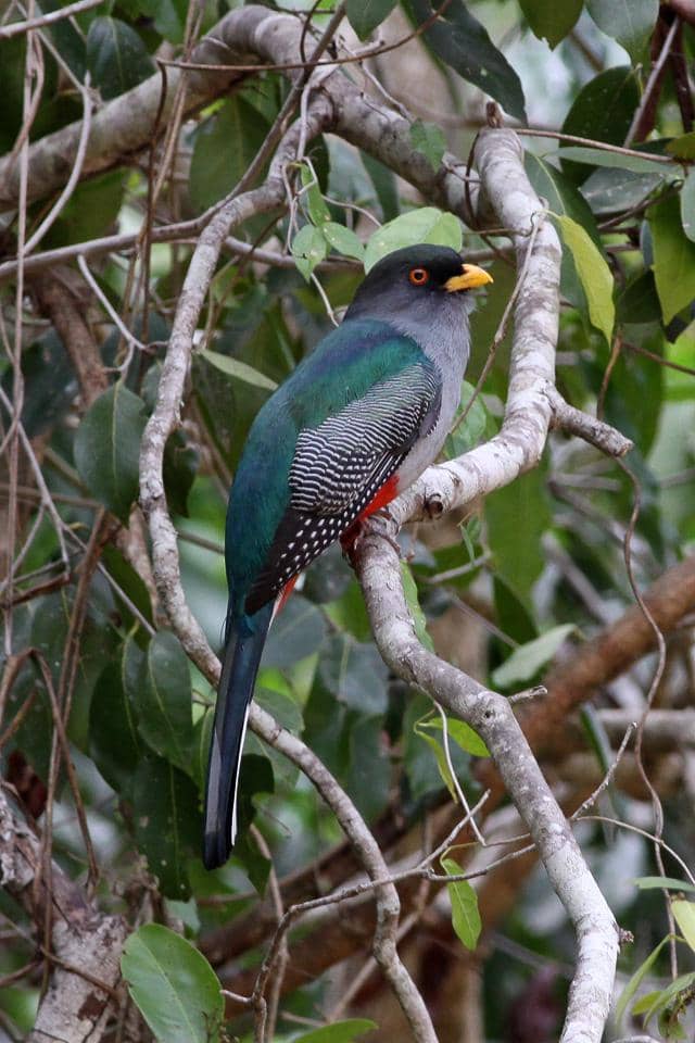 Hispaniolan trogon (Priotelus roseigaster).