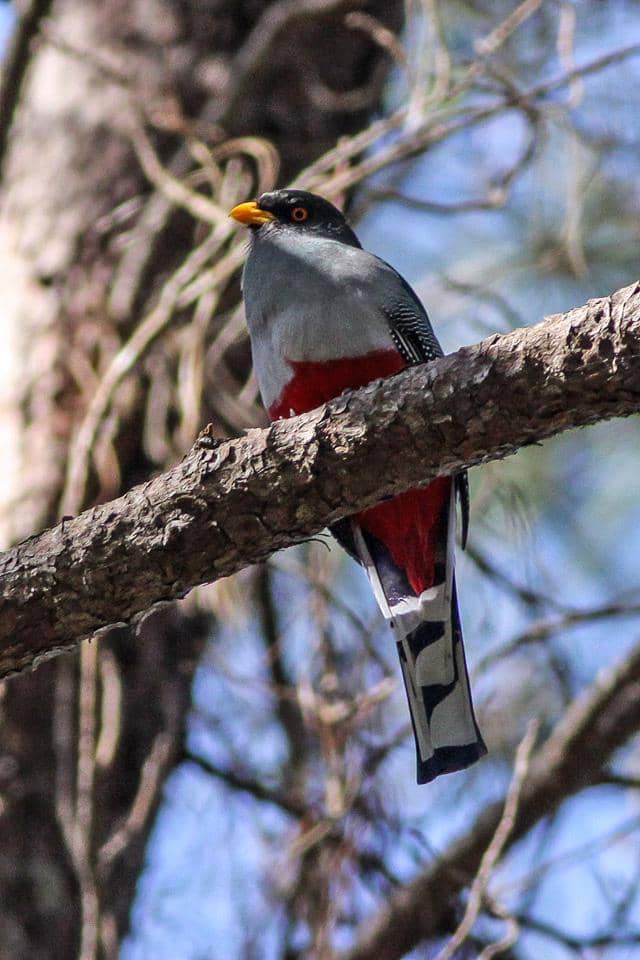 Hispaniolan trogon (Priotelus roseigaster).