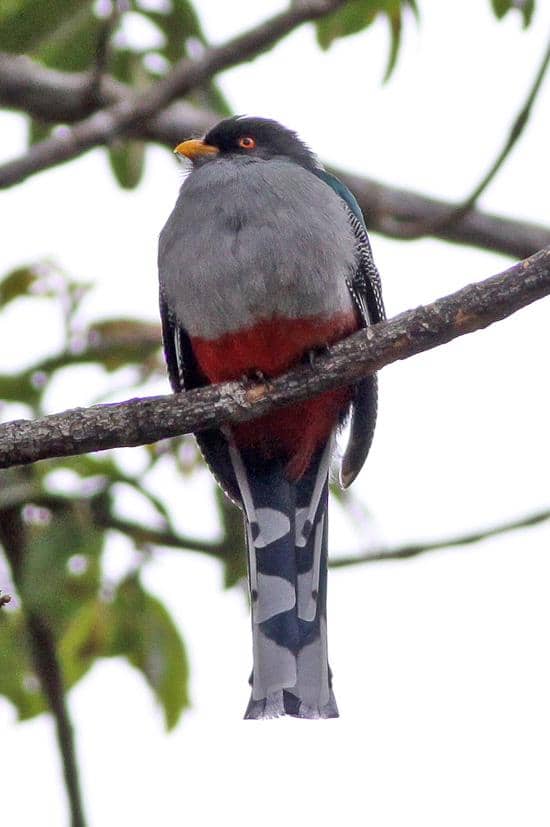 Hispaniolan trogon (Priotelus roseigaster).