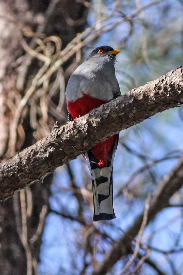 Hispaniolan trogon (Priotelus roseigaster).