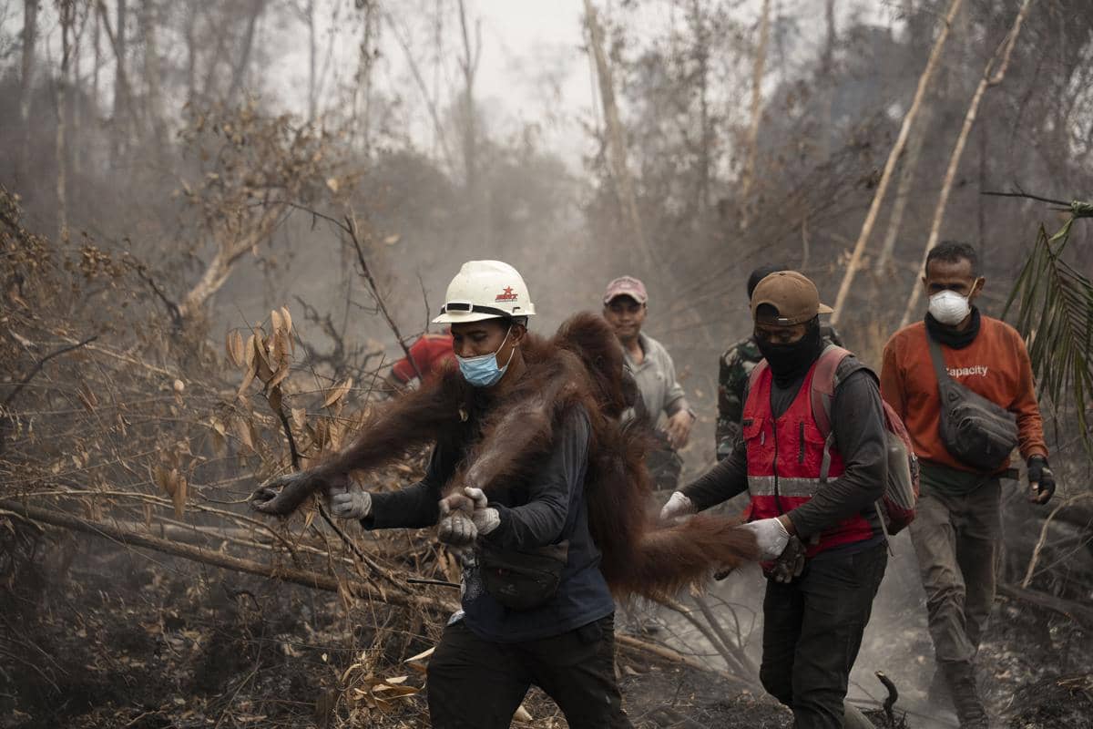 Habitatnya Terbakar, 30 Orangutan Dievakuasi dari Kebun Sawit Ketapang