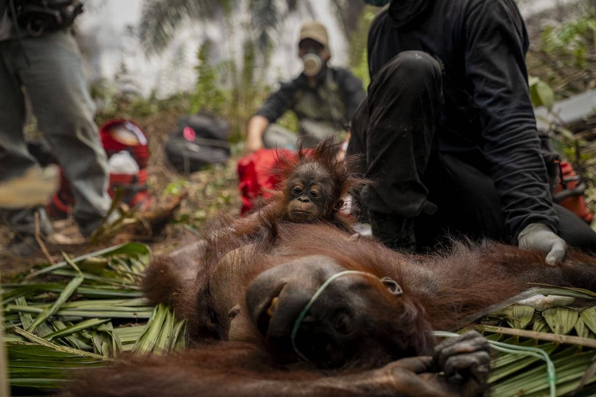 Tengkorak Diduga Orangutan Ditemukan di Lahan Terbakar Ketapang Kalbar