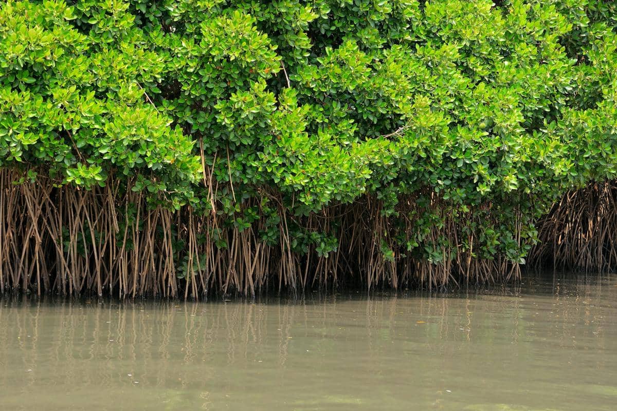 ilustrasi mangrove (unsplash.com/P Mantha)