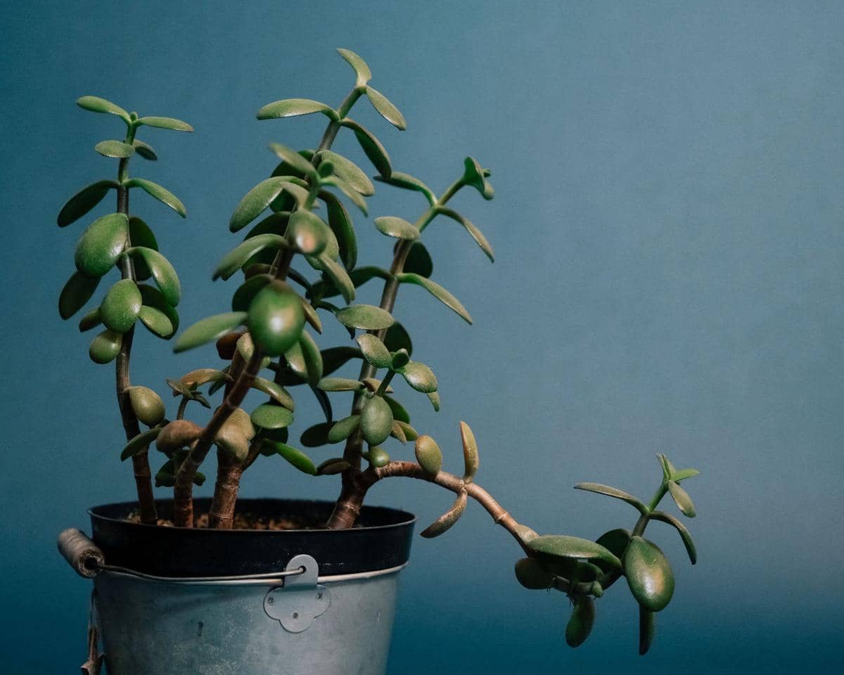ilustrasi crassula ovata