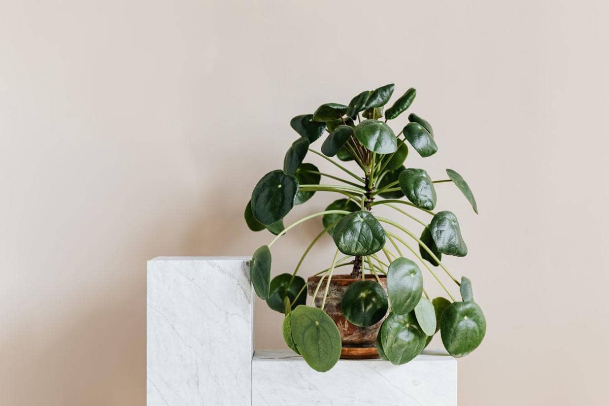 ilustrasi pilea peperomioides