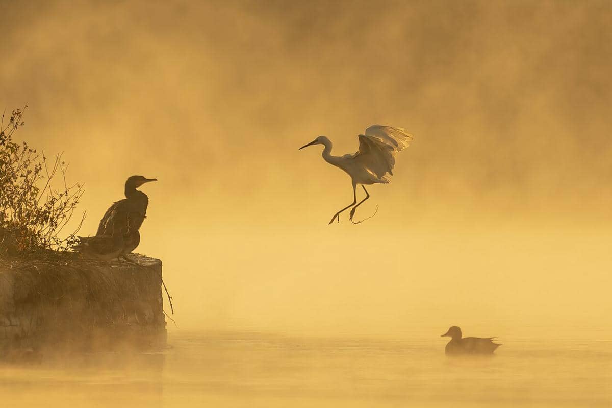 ilustrasi cormorant (commons.wikimedia.org/Prasan Shrestha)