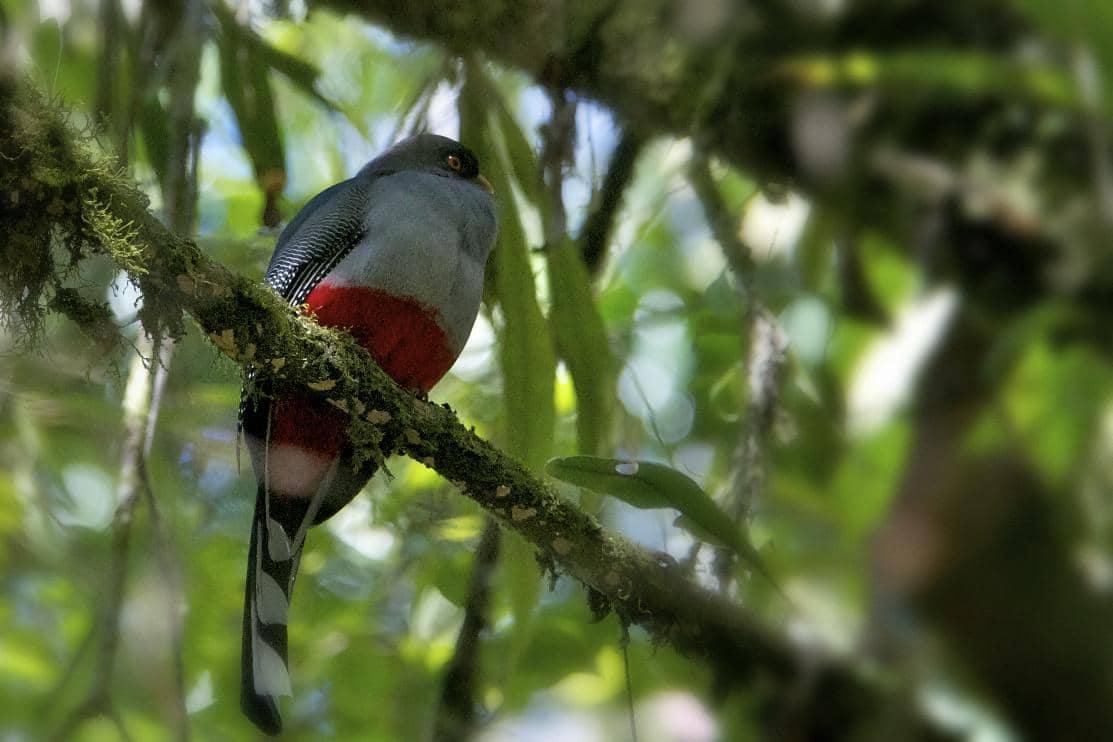 5 Fakta Hispaniolan Trogon, Burung Nasional Resmi Negara Haiti