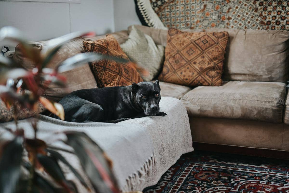 desain sofa di rumah