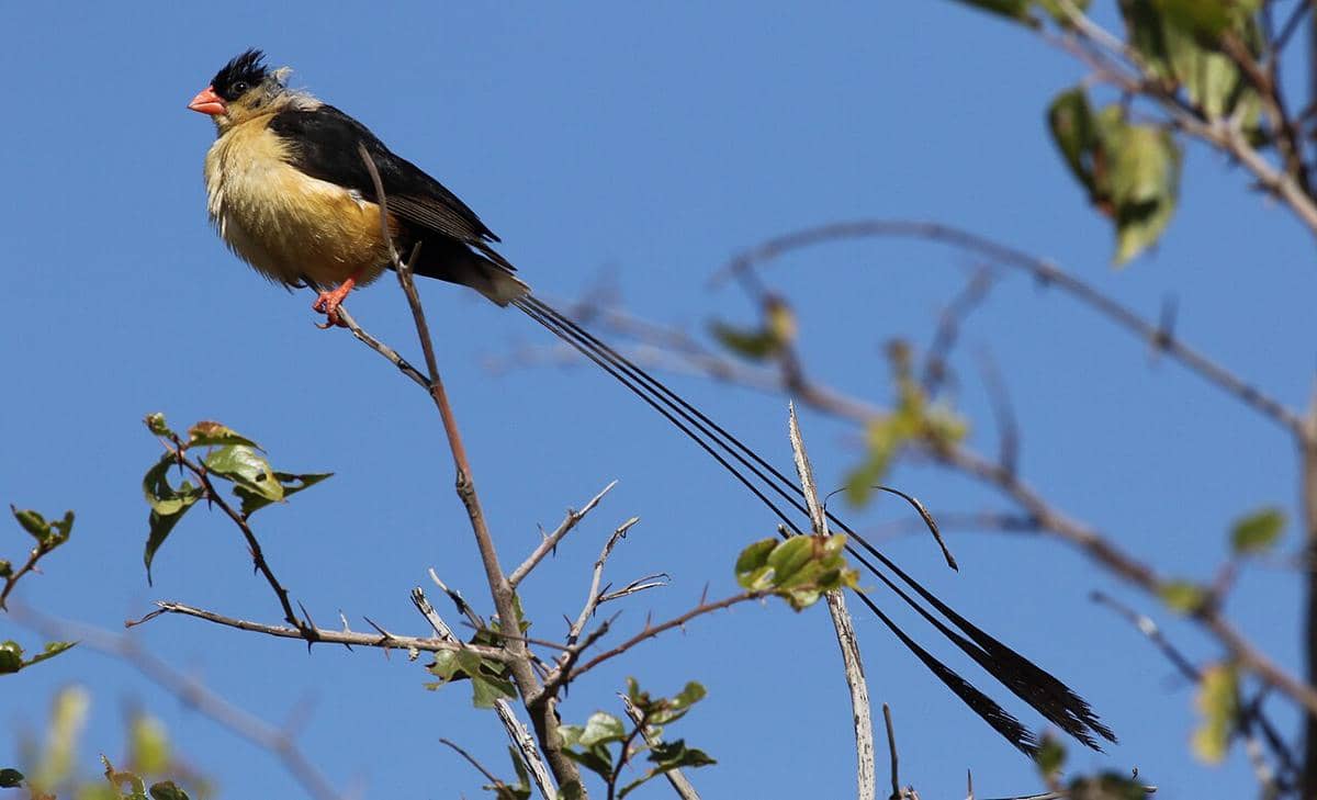 Shaft-tailed whydah (Vidua regia).