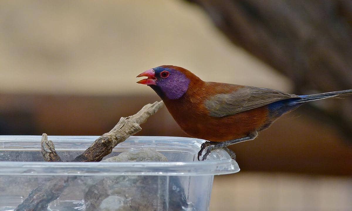 5 Fakta Violet Eared Waxbill, Spesies Burung Pipit dari Afrika Selatan
