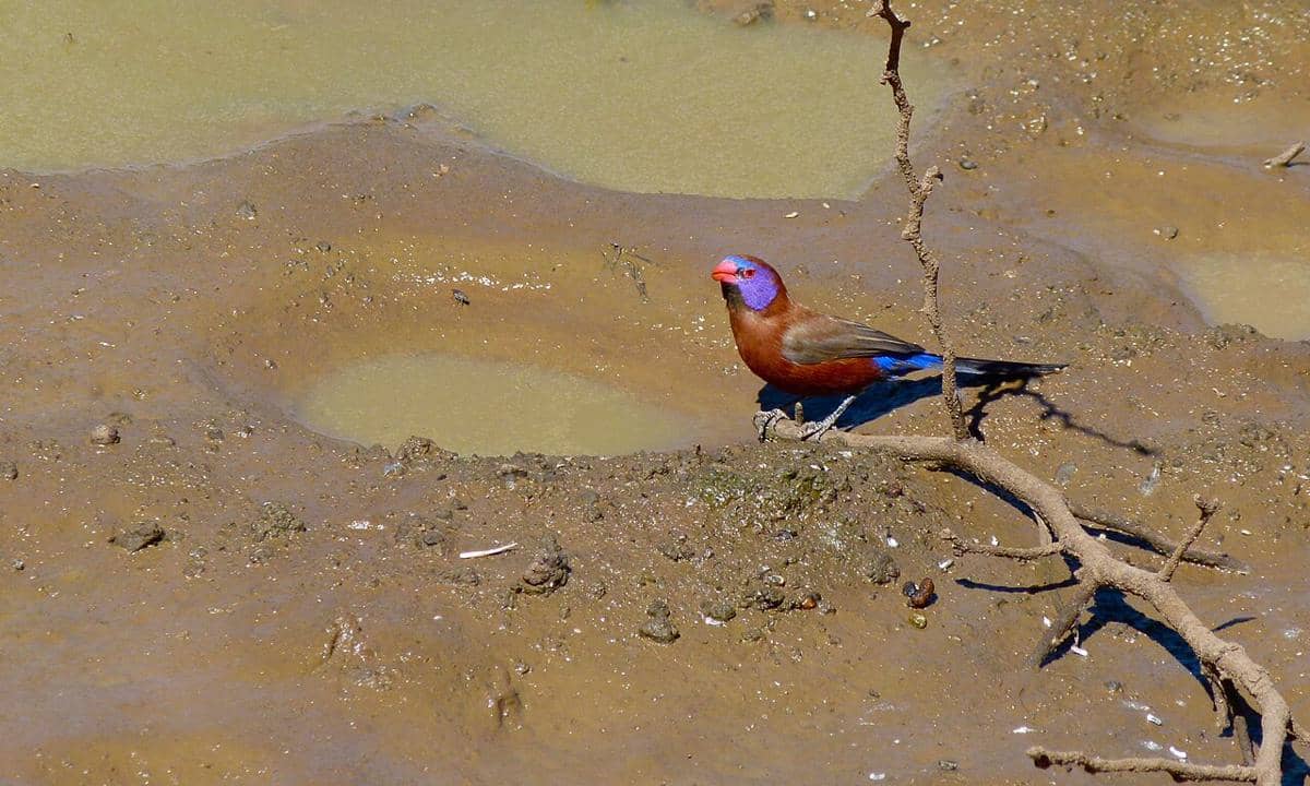 Violet-eared Waxbill (Granatina granatina).