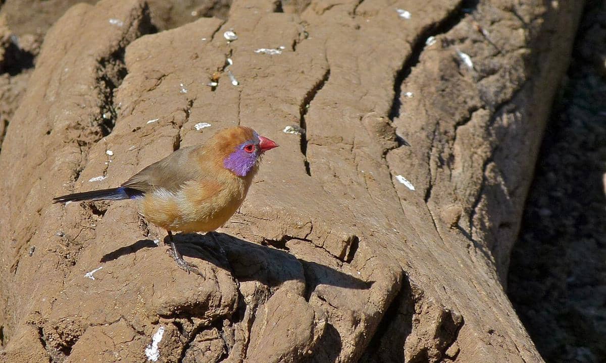 Violet-eared Waxbill (Granatina granatina) betina.